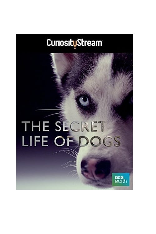 Постер The Secret Life of Dogs